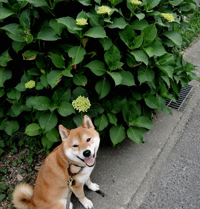 a0286855_6313887.gif