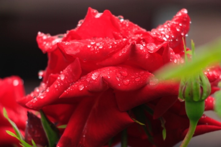 a0248459_15475762.jpg