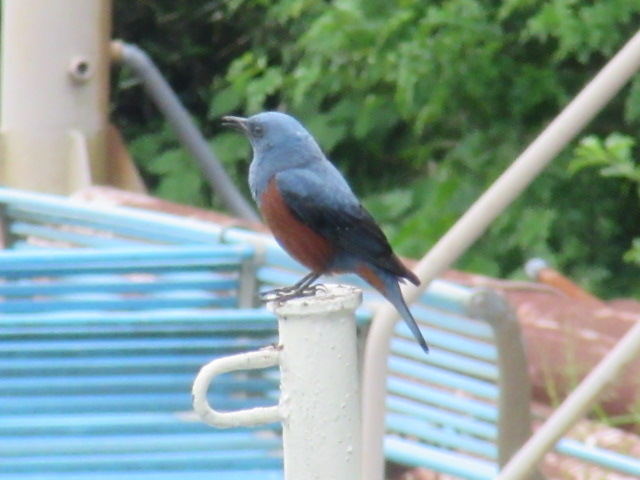 d0109373_17135592.jpg
