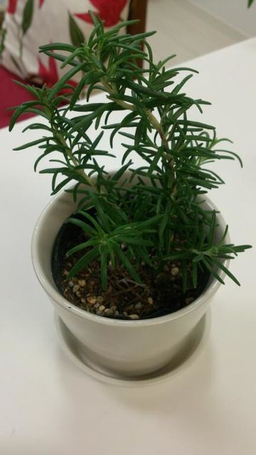 c0317717_23355975.jpg