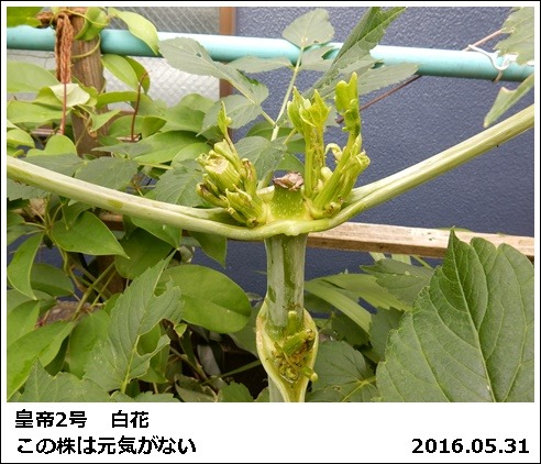 e0033229_1839678.jpg