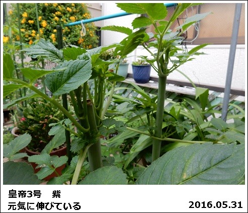 e0033229_184156100.jpg
