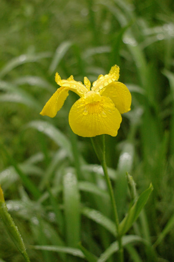 a0061599_7415530.jpg
