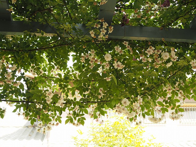 e0209900_21574399.jpg