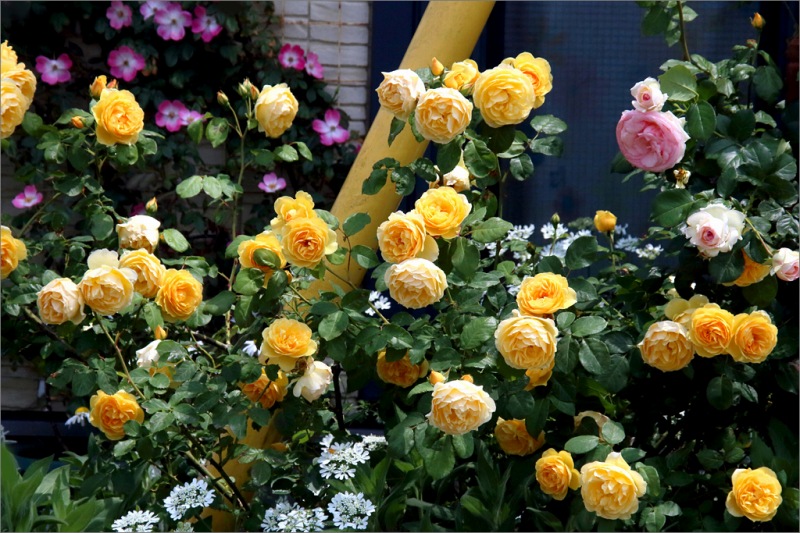d0353401_1255989.jpg
