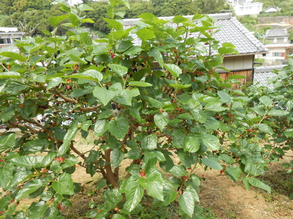 c0367107_15205554.jpg