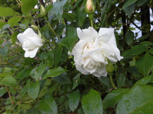 b0035611_20114765.jpg
