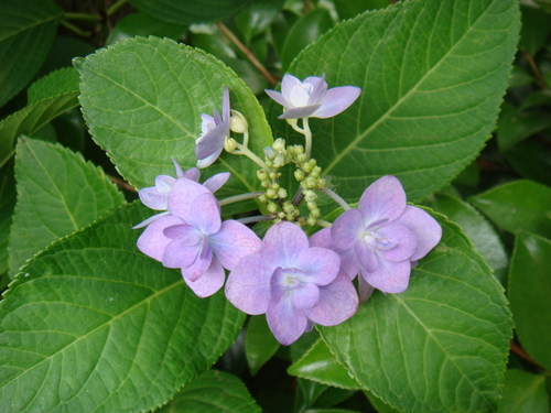 a0019212_9392513.jpg
