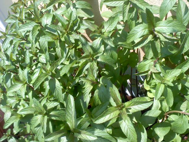 a0253123_904712.jpg