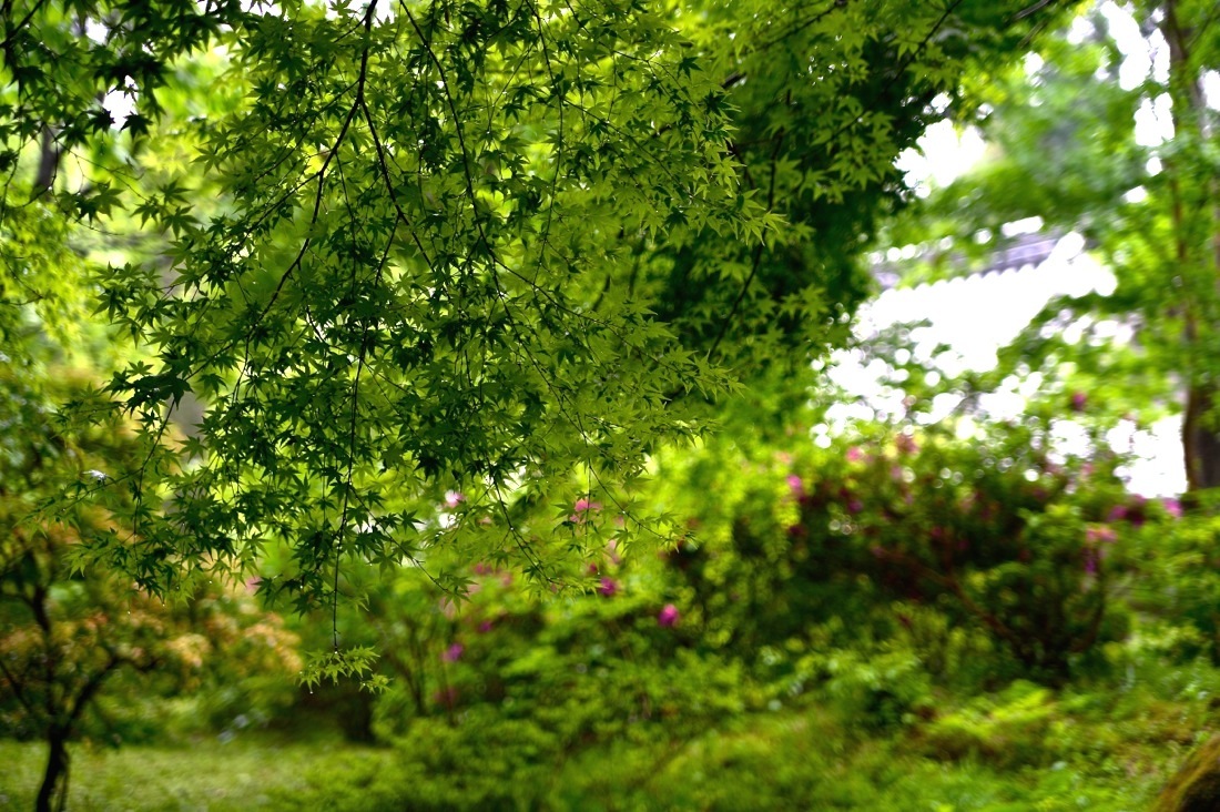 d0175768_10295791.jpg