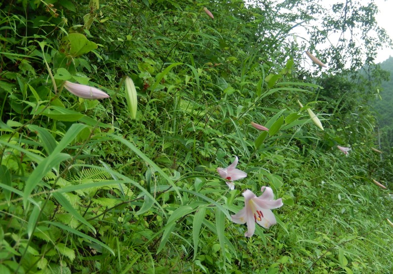 c0144185_2362293.jpg
