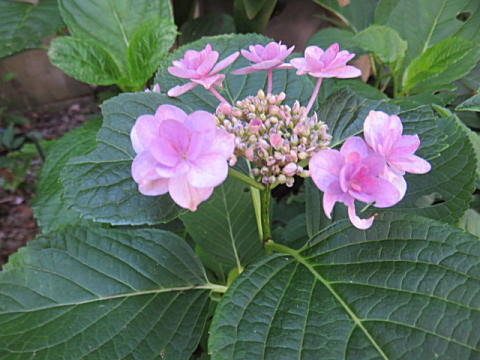 d0046702_1422538.jpg