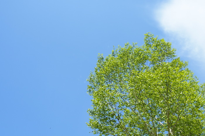 e0307372_21361283.jpg