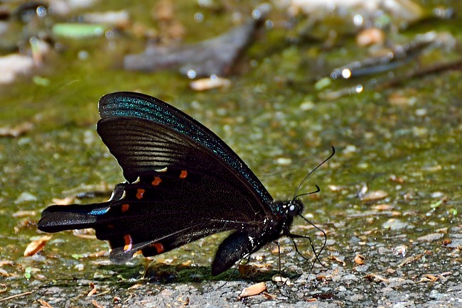 d0341880_8131821.jpg