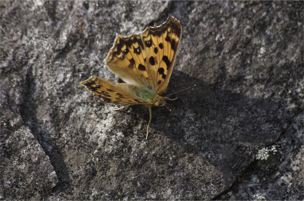d0209988_225636100.jpg