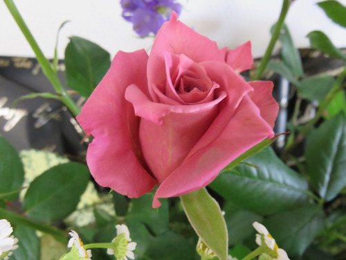 f0204295_1743347.jpg