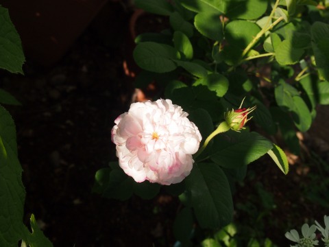 c0117007_2327554.jpg