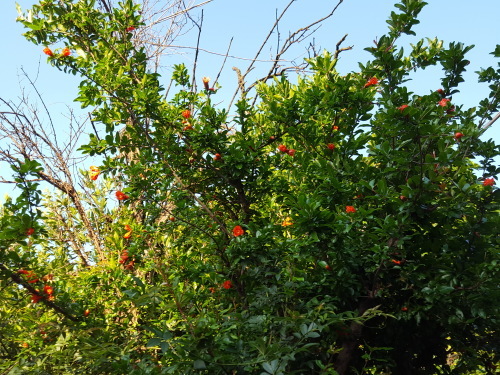 e0016828_18462615.jpg