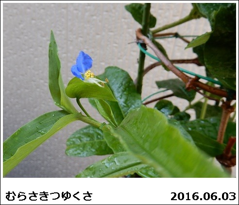 e0033229_18163737.jpg
