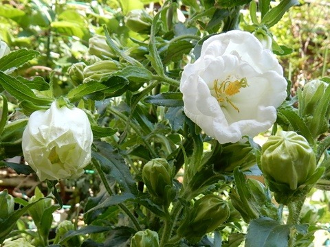 e0033229_1841781.jpg