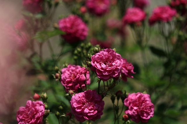 a0242438_20352387.jpg