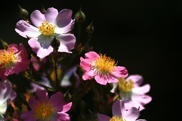a0242438_20354813.jpg