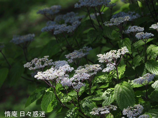e0346064_1851208.gif