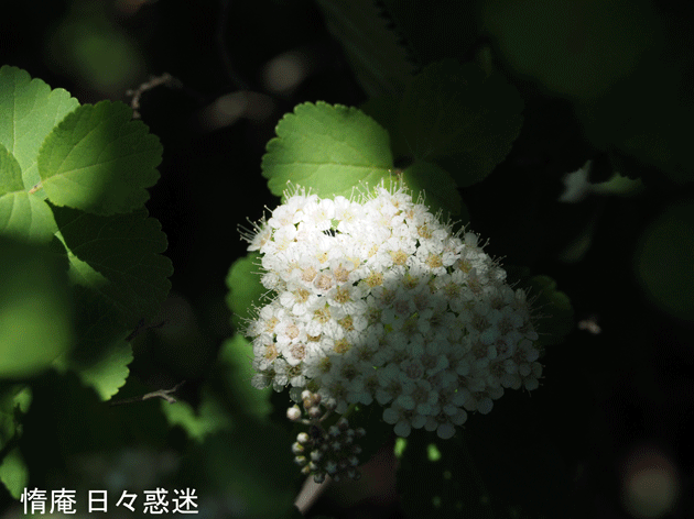e0346064_1851293.gif