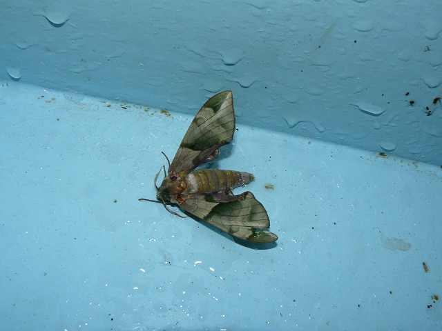 d0019074_8442592.jpg