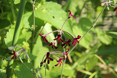 c0152779_2055249.jpg