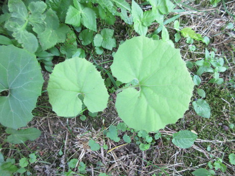 a0203003_956205.jpg