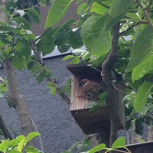 e0353719_12420397.jpeg