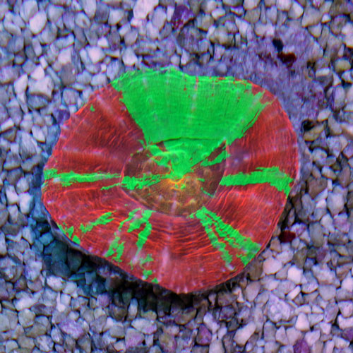 d0221436_21124456.jpg