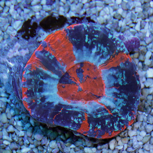 d0221436_21125468.jpg