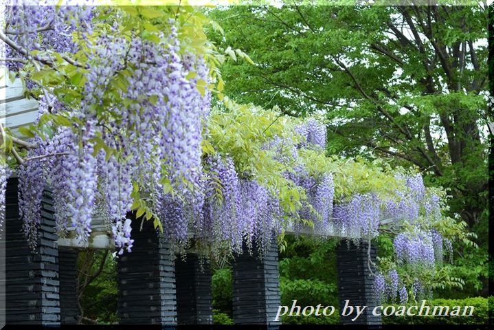 a0315942_22232209.jpg