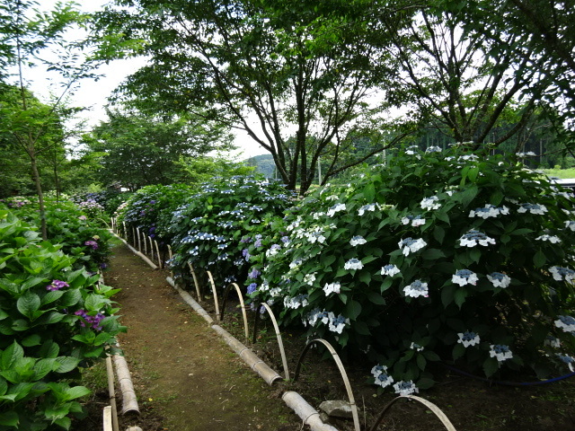 a0241761_22164762.jpg