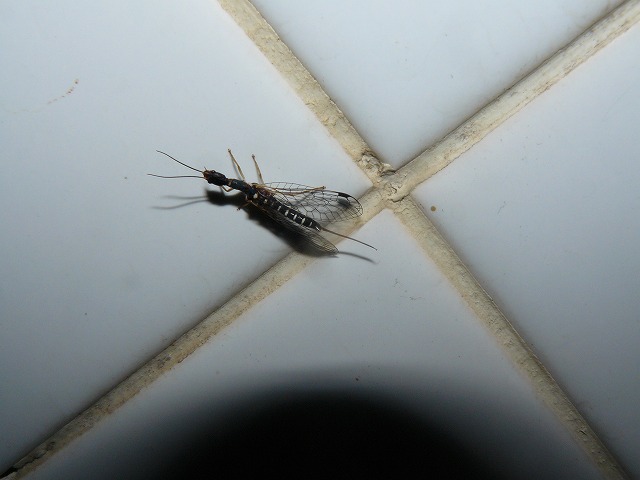 d0019074_910876.jpg