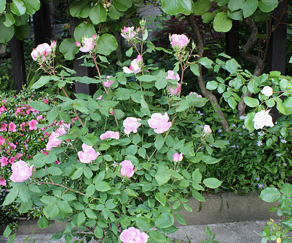 d0229501_2053561.jpg