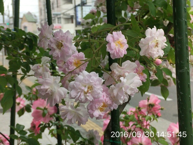 c0087023_21065556.jpg