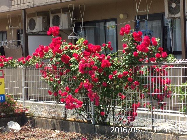 c0087023_21070686.jpg
