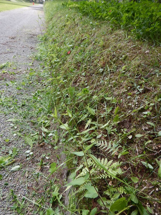 c0111229_19191823.jpg