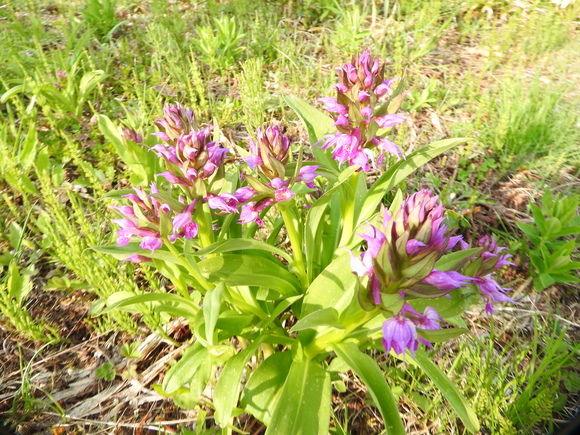 f0118332_036158.jpg