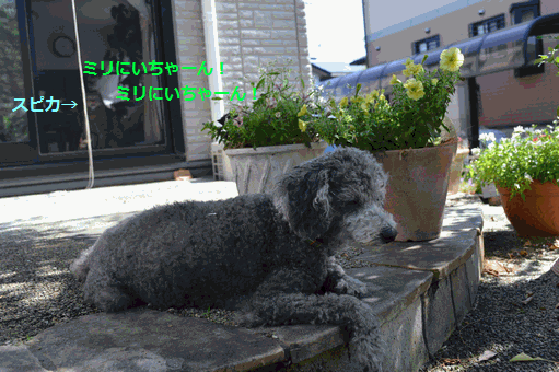 c0136736_18524858.gif