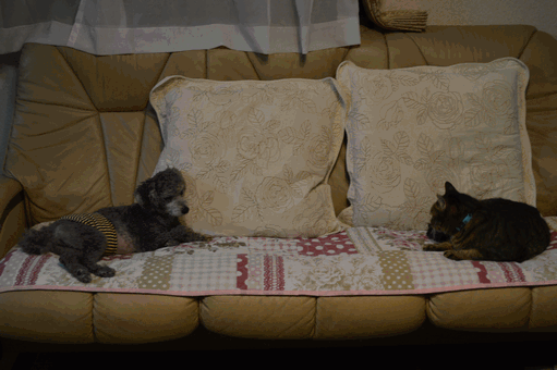c0136736_18571082.gif