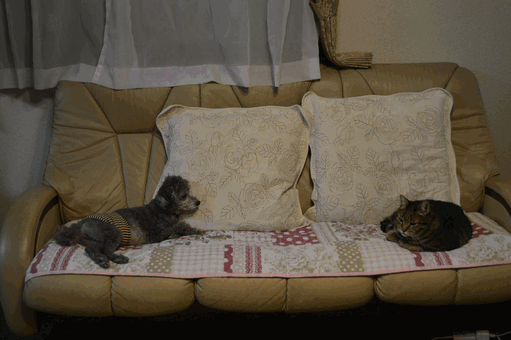 c0136736_18571774.gif