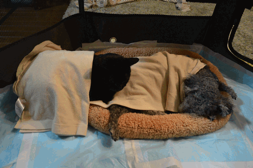 c0136736_18581790.gif