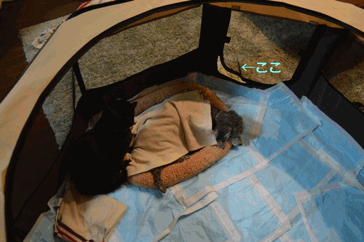 c0136736_18595931.gif
