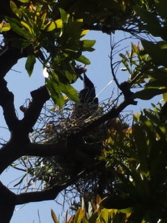 c0056437_926169.jpg