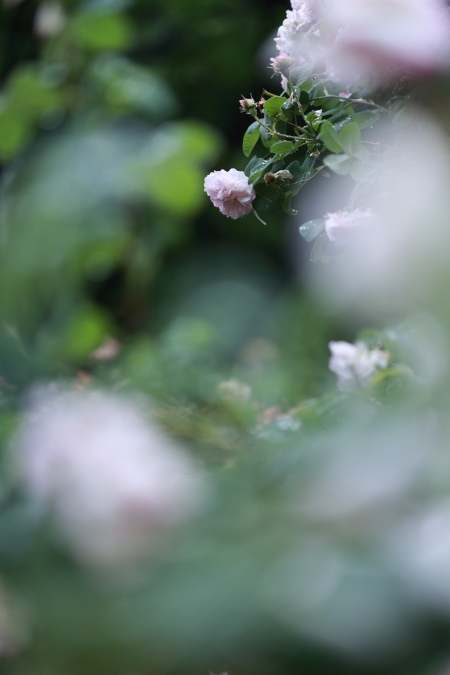 a0258549_5103193.jpg