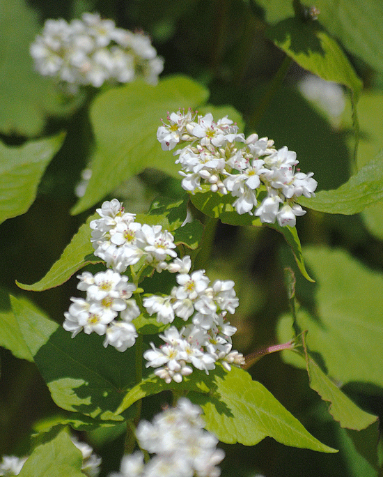a0001354_23505796.gif